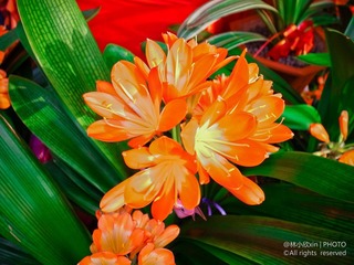 R1054577.jpg