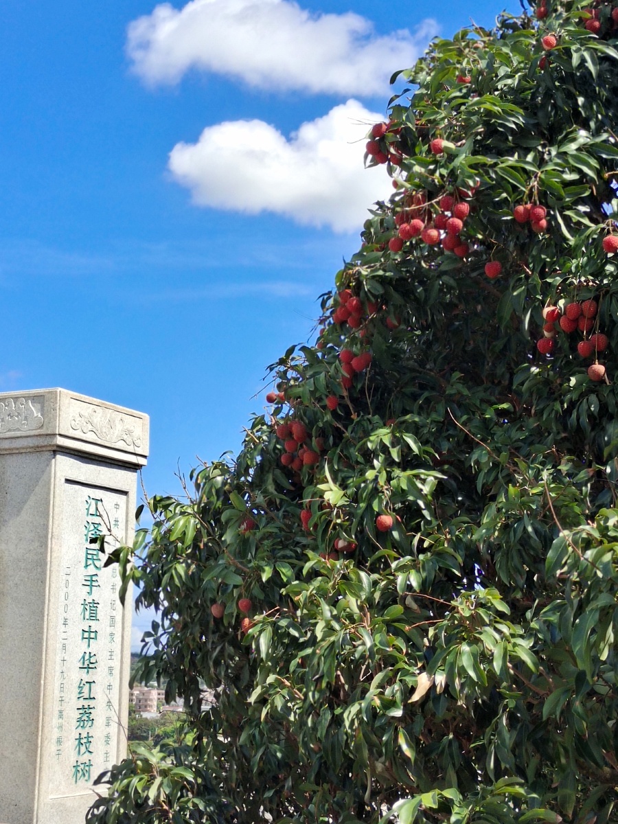 自然风景茂名市根子镇贡园