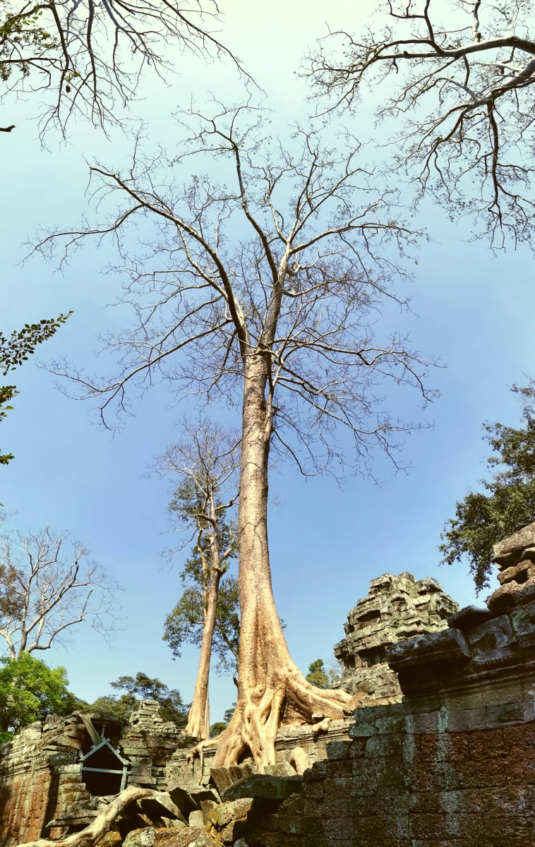 自然好奇妙这些树真的会变颜色你们知道都是什么吗