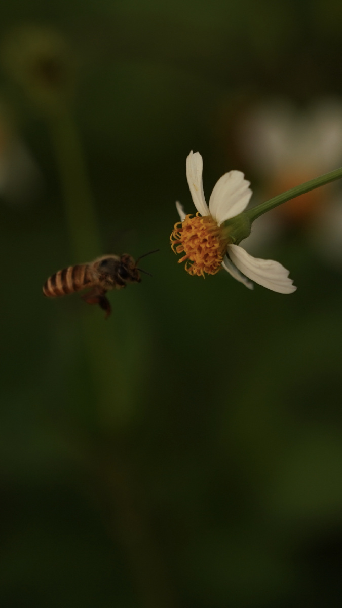 小蜜蜂采蜜嗡嗡嗡68