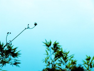 墙头的蒲公英