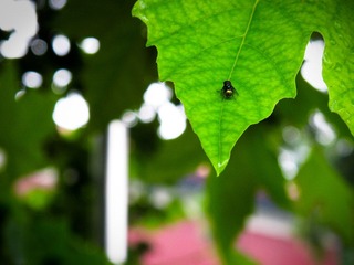 雨后，树叶，蝇。