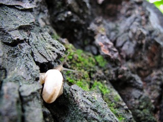 雨后，老树，蜗牛。