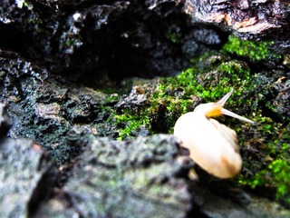 雨后，老树，蜗牛。