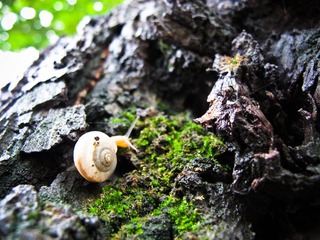 雨后，老树，蜗牛。