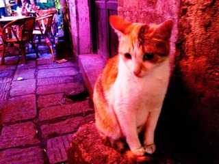 酒吧外安静的小猫