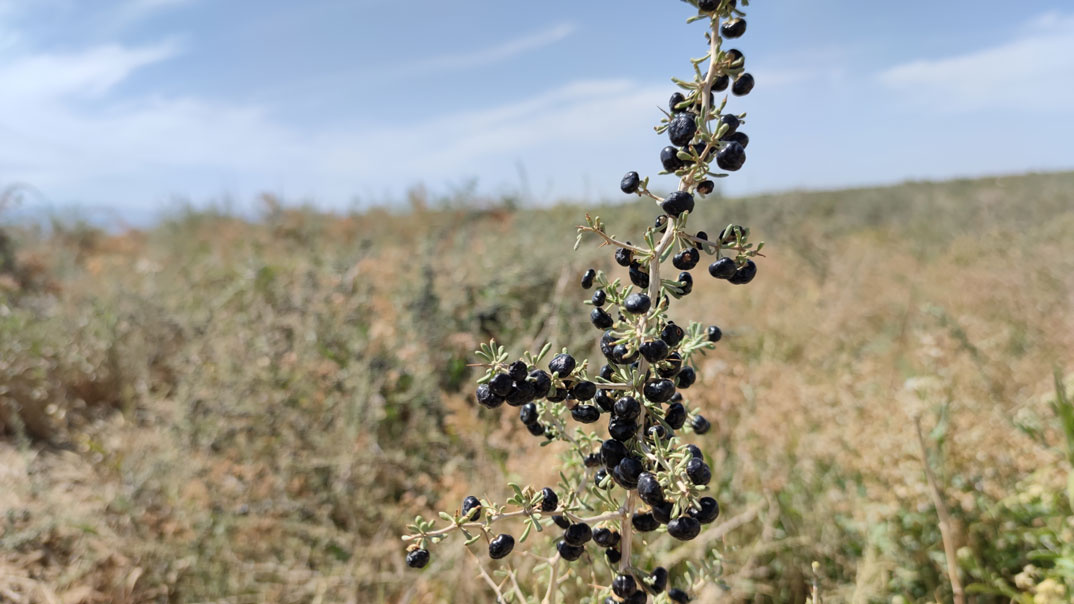 黑枸杞野生