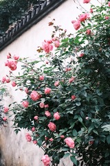 6DCE2C0F-C509-42B7-9B6F-C72488034169/L0/001