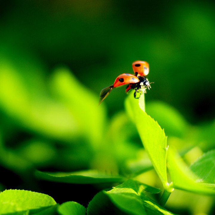 飞起来 br /> 一次短途旅行,无意中看到路边小草上一只可爱的瓢虫在