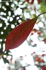 IMG_2012_01_20_1335.JPG