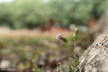 IMG_2012_01_20_1290.JPG