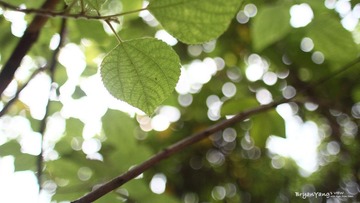 IMG_2012_04_11_2800.JPG