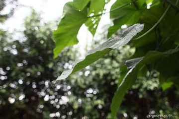 IMG_2012_05_13_0285.JPG