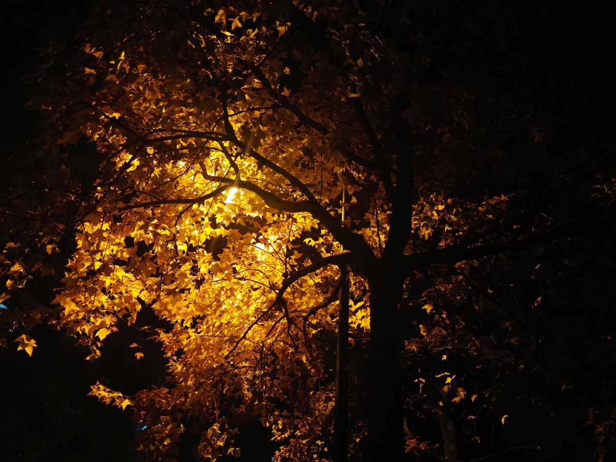 金黄树灯光