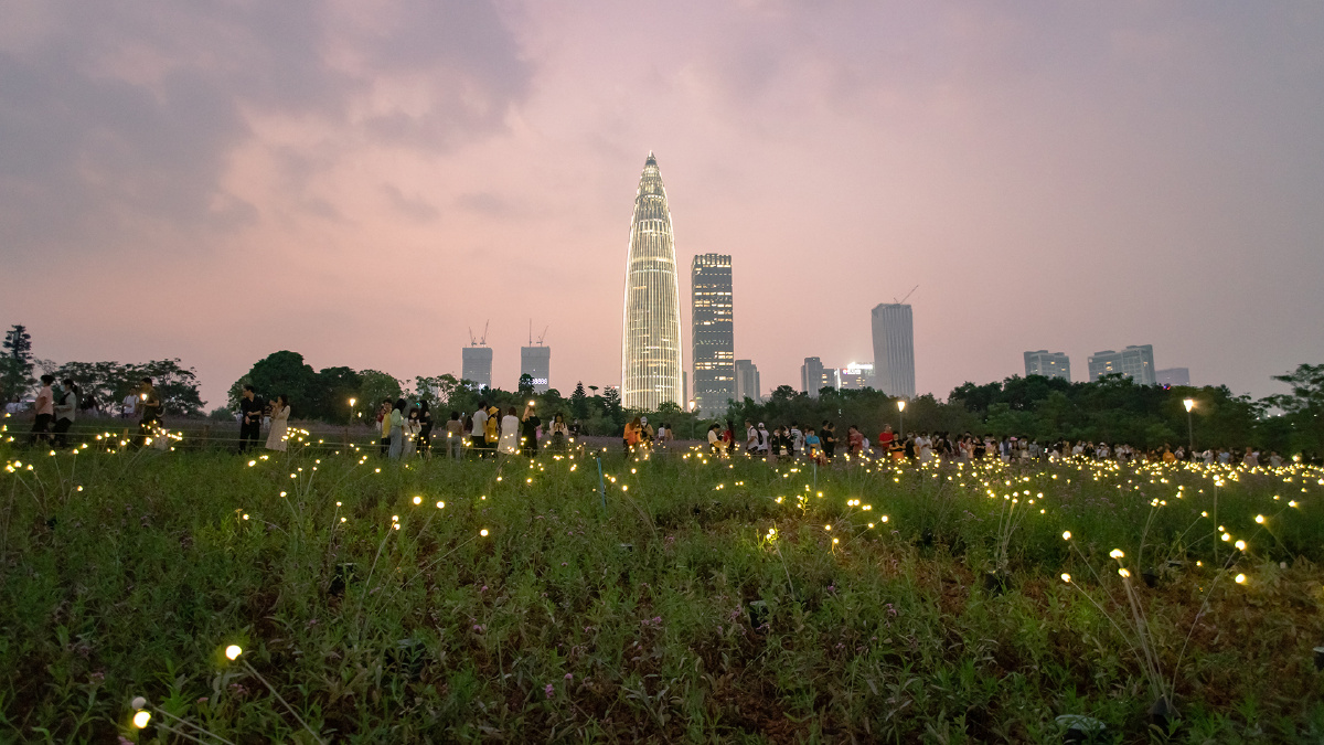深圳湾人才公园花海