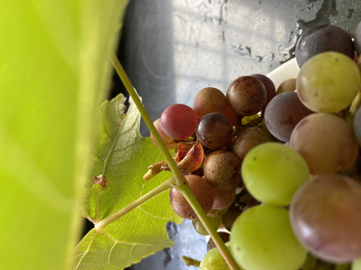 这里有橘红落日 在落日衬托下的厦门 是暖的,是浪漫的 这里还有家猫美