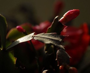_DSC4142.JPG