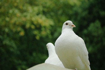 _MG_1030.jpg