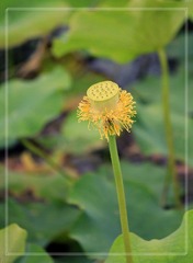 _MG_6887.jpg