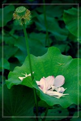 _MG_6889.jpg