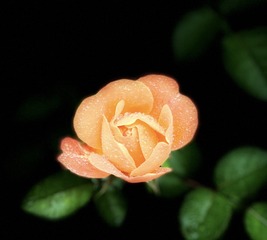 EDBF1551-88CB-4C4F-A2CB-D558F2F7412D/L0/001