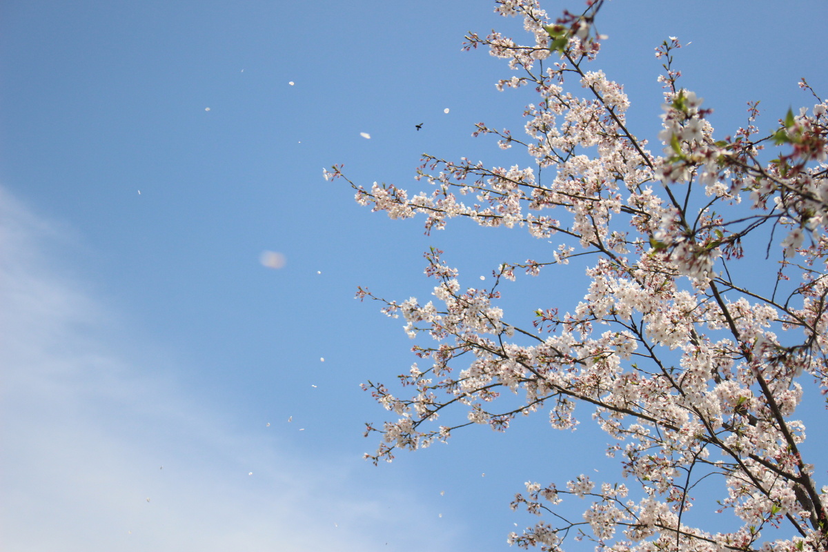 春日清新系樱花壁纸无滤镜原图直出一起来赏花呀