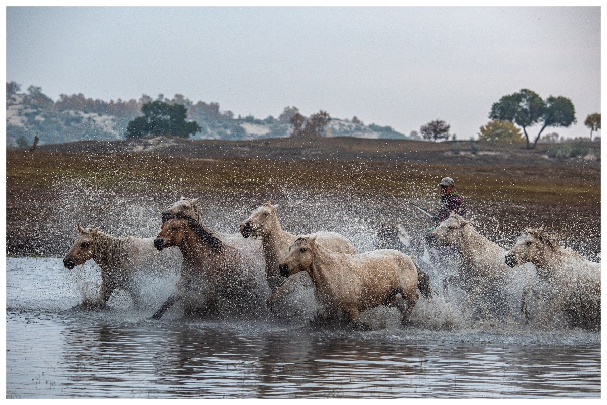 奔腾的马群在过河