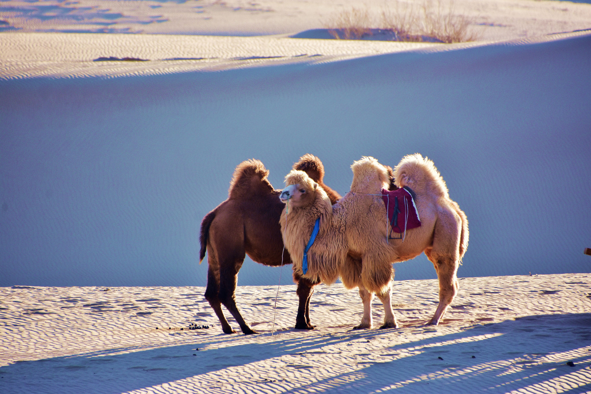 阳光下沙漠里的两只骆驼