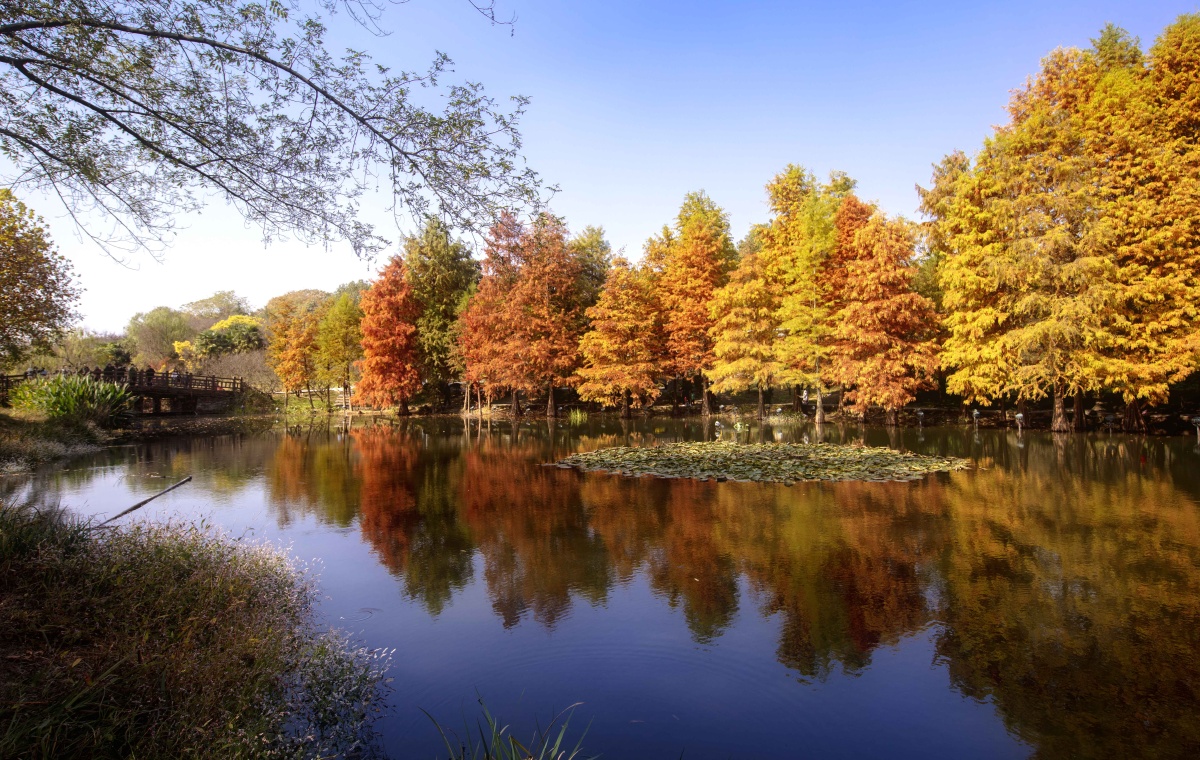 南京中山陵水杉
