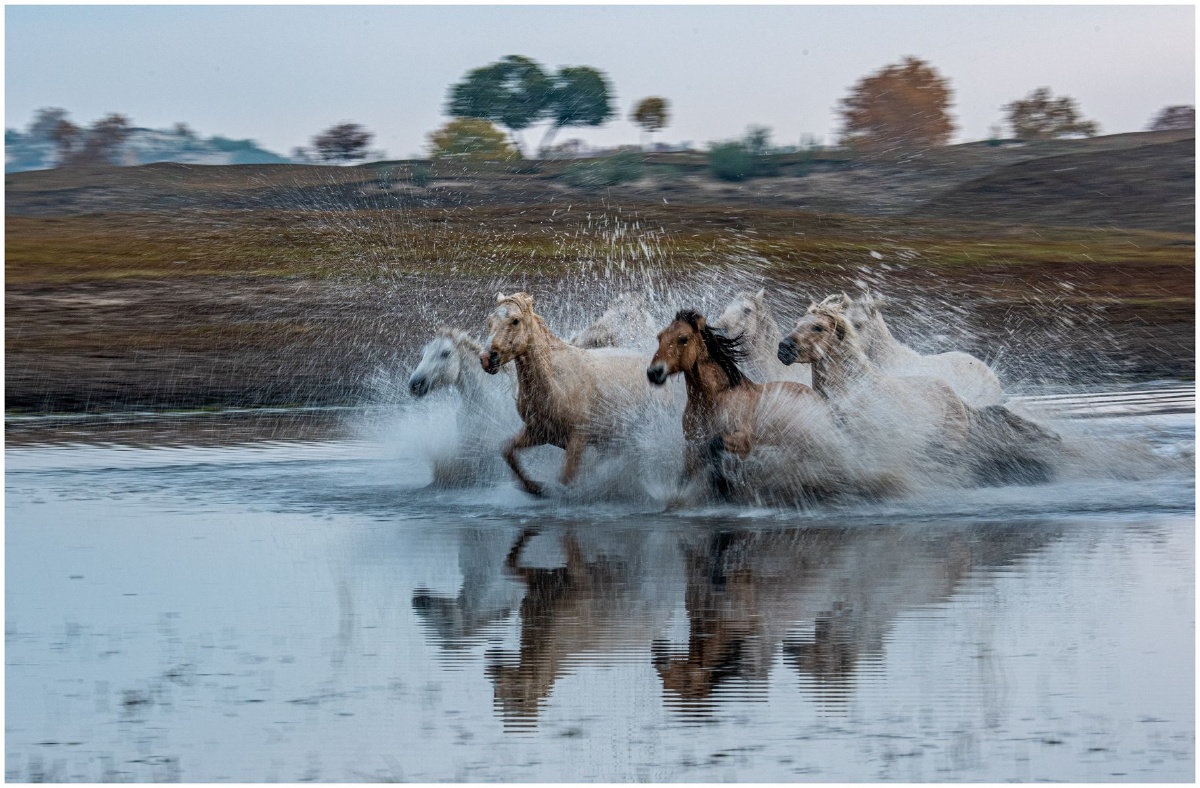 奔腾的马群在过河