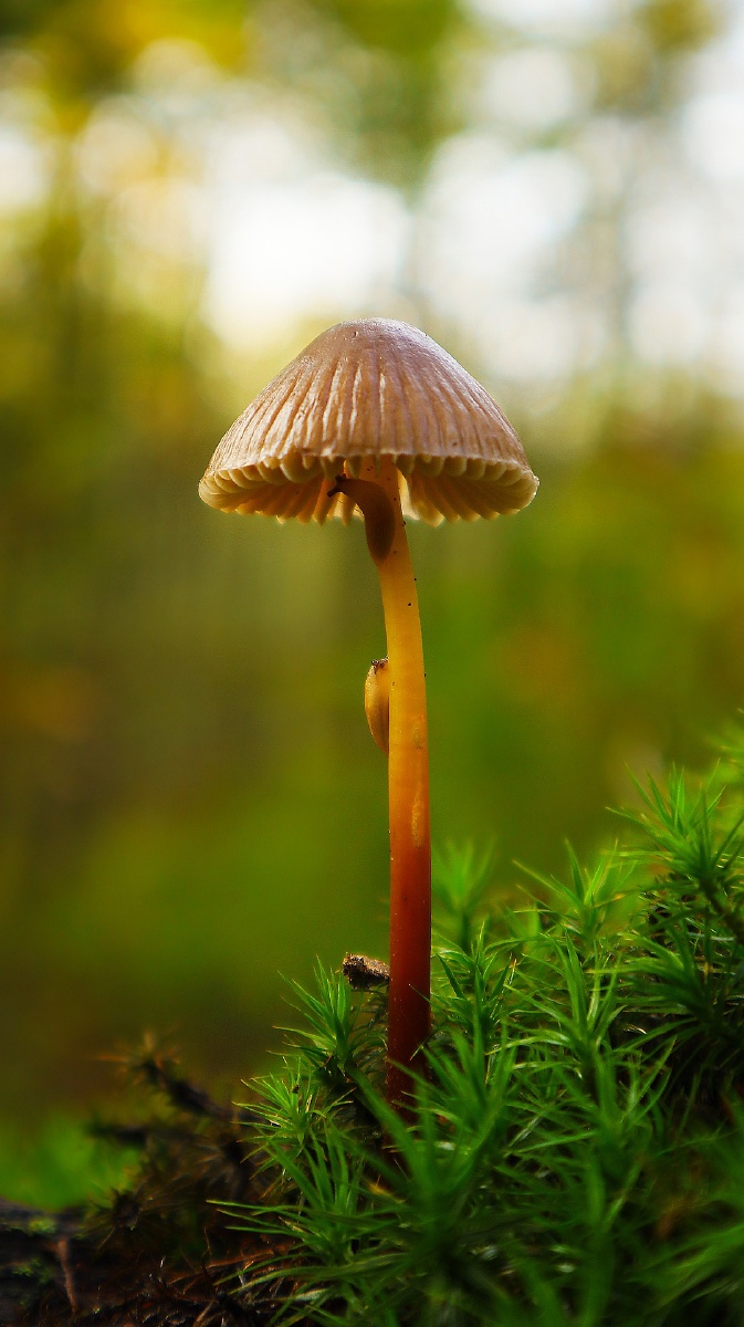 蘑菇世界,它们在避暑吗