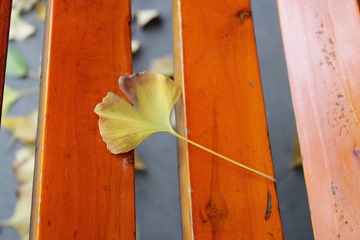 花语2.jpg