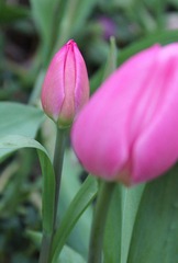 花语8.jpg
