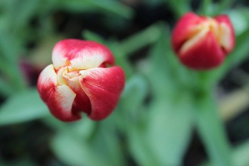 花语10.jpg