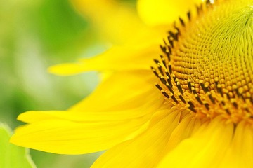 花视界