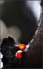 晶