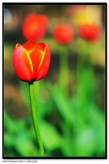 孤芳自赏