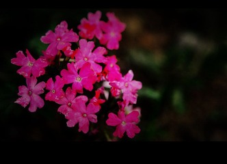 残花
