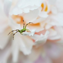 蜘蛛侠
