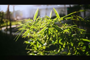 DSC_2847(1)bb.jpg