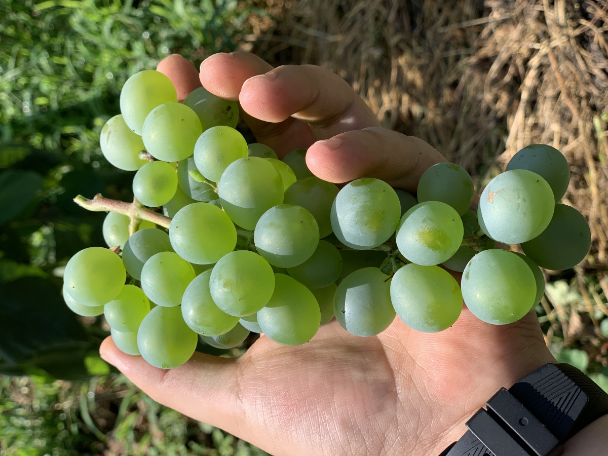 水晶葡萄,清爽可口. - 空杯浊酒醉相思 - 图虫