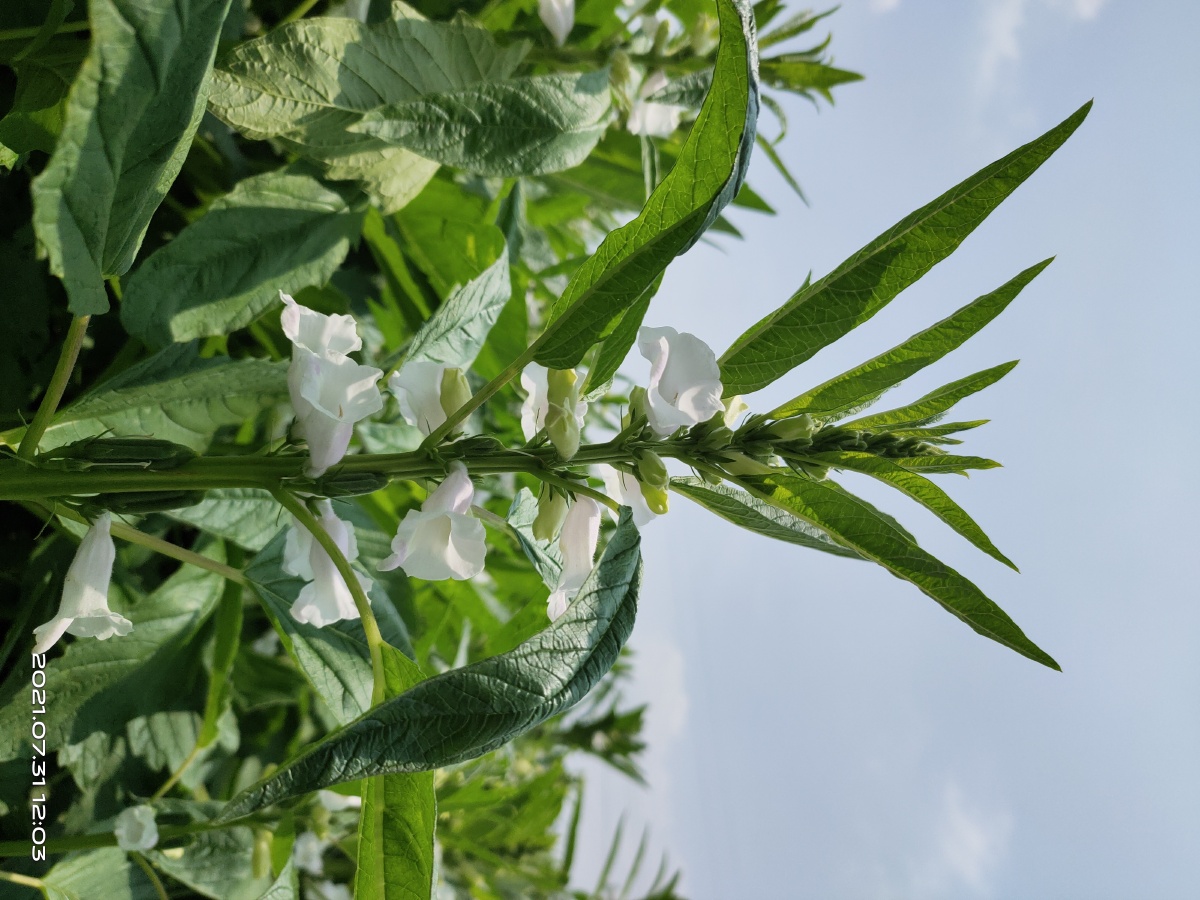 芝麻开花