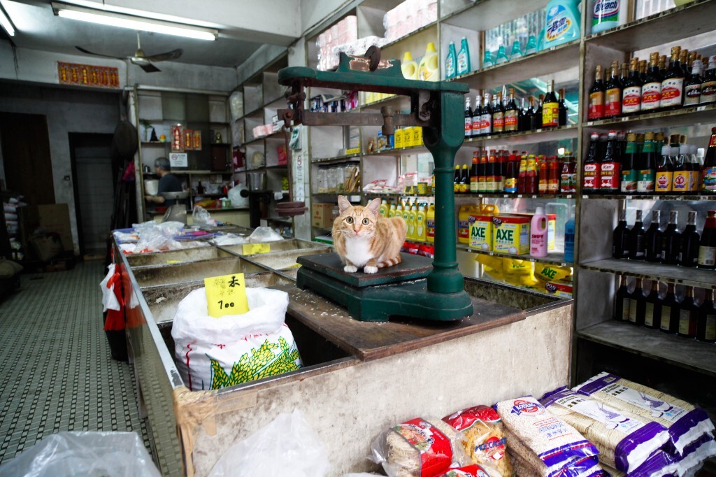 澳门小巷子里一只猫帮主人看杂货店