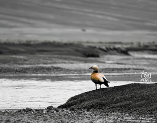 IMG_2935.jpg