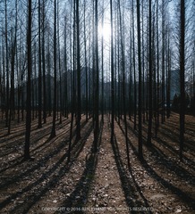 _DSC3983-Pano