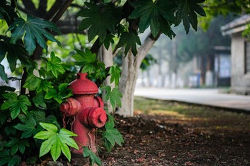 _DSC5262