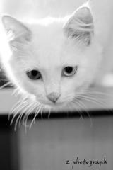 IMG_6087-1.jpg