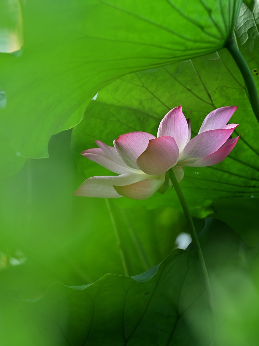 映日荷花别样红……杭州西湖曲院风荷 - 王老952 - 图虫