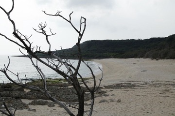 贝壳沙