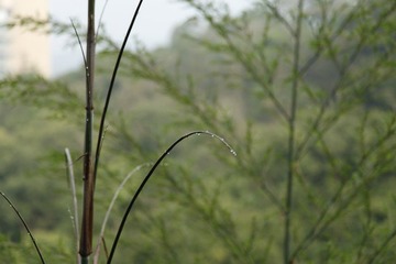 清澈透明的水滴 日月潭